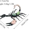 CLCulture Skeleton Model Anatomy Model 4d Insect Anatomy Model Biology Organs Model Puzzle Torso - Image 3