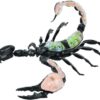 CLCulture Skeleton Model Anatomy Model 4d Insect Anatomy Model Biology Organs Model Puzzle Torso - Image 2