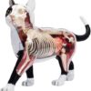 Anatomy Model Skeleton Model Anatomy Model Animal Internal Organs Anatomical Models Cat and Wolf Dog - Image 8