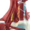 Teaching Model Education And Neck Chest Muscle Anatomical Model, Human Body Model, Human And Muscle - Image 6