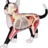 Anatomy Model Skeleton Model Anatomy Model Animal Internal Organs Anatomical Models Cat and Wolf Dog - Image 2