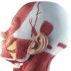 Teaching Model Education And Neck Chest Muscle Anatomical Model, Human Body Model, Human And Muscle - Image 5