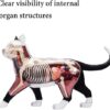 Anatomy Model Skeleton Model Anatomy Model Animal Internal Organs Anatomical Models Cat and Wolf Dog - Image 5