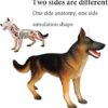 Anatomy Model Skeleton Model Anatomy Model Animal Internal Organs Anatomical Models Cat and Wolf Dog - Image 4