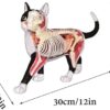Anatomy Model Skeleton Model Anatomy Model Animal Internal Organs Anatomical Models Cat and Wolf Dog - Image 3