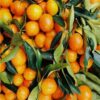 Pile of fresh oranges - 12000 piece wooden puzzle - fun indoor activity, multi-color - Image 3
