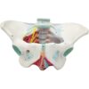 Teaching Model Anatomical Model, Female Pelvis Model With Pelvic Floor Muscles, Medical Anatomical, - Image 5