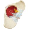 Teaching Model Anatomical Model, Female Pelvis Model With Pelvic Floor Muscles, Medical Anatomical, - Image 4
