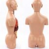45Cm Unisex Human Torso Body Model Anatomy Anatomical Internal Organs Detachable 16 Parts for - Image 5