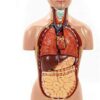 45Cm Unisex Human Torso Body Model Anatomy Anatomical Internal Organs Detachable 16 Parts for - Image 8