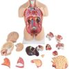 45Cm Unisex Human Torso Body Model Anatomy Anatomical Internal Organs Detachable 16 Parts for - Image 2