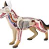 UNBANE 6.5In Hight Dog Anatomy Model 4D Vision Puzzle Assembled Model Toys Animal Anatomy Torso - Image 2