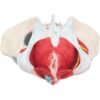 Teaching Model Anatomical Model, Female Pelvis Model With Pelvic Floor Muscles, Medical Anatomical, - Image 3