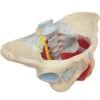 Teaching Model Anatomical Model, Female Pelvis Model With Pelvic Floor Muscles, Medical Anatomical, - Image 2