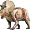 CLCulture Anatomy Model Skeleton Model Anatomy Model Simulated Dinosaur Animal Model Triceratops - Image 2