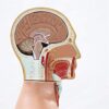 45Cm Unisex Human Torso Body Model Anatomy Anatomical Internal Organs Detachable 16 Parts for - Image 7