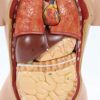45Cm Unisex Human Torso Body Model Anatomy Anatomical Internal Organs Detachable 16 Parts for - Image 6