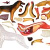 UNBANE 6.5In Hight Dog Anatomy Model 4D Vision Puzzle Assembled Model Toys Animal Anatomy Torso - Image 4
