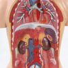 45Cm Unisex Human Torso Body Model Anatomy Anatomical Internal Organs Detachable 16 Parts for - Image 3